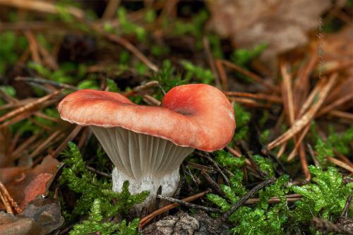 sliziak ružový / slizák růžový