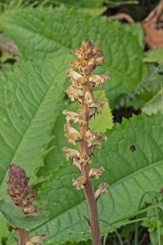 Záraza bližšie neurčená