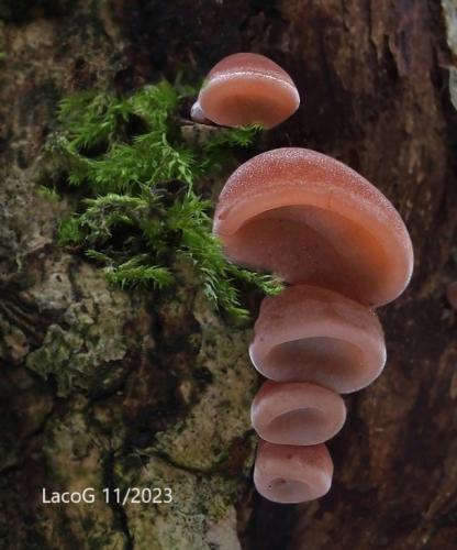 uchovec bazový / boltcovitka ucho Jidášovo