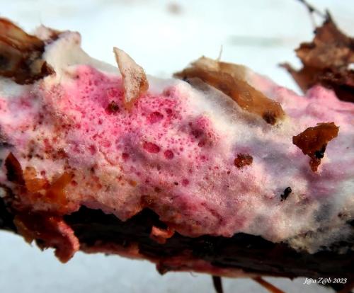 hubožer ružový / nedohub růžový