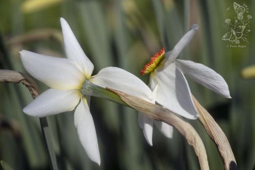 narcis biely