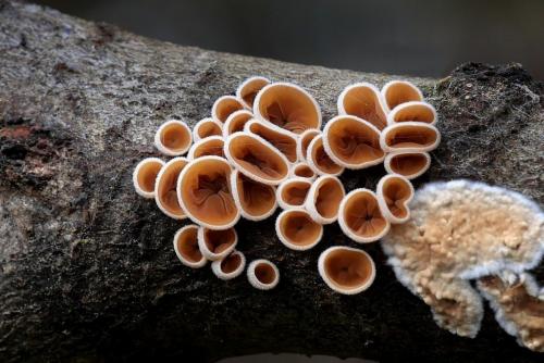 škľabka plstnatá / mušlovka plstnatá