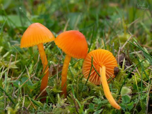 lúčnica horká / voskovka hořká