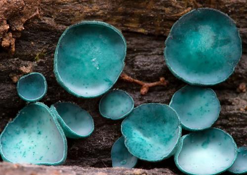 zelenica obyčajná / zelenitka buková