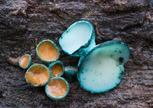 zelenica obyčajná / zelenitka buková