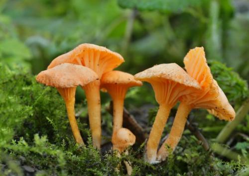 kalichovka / kalichovka půvabná