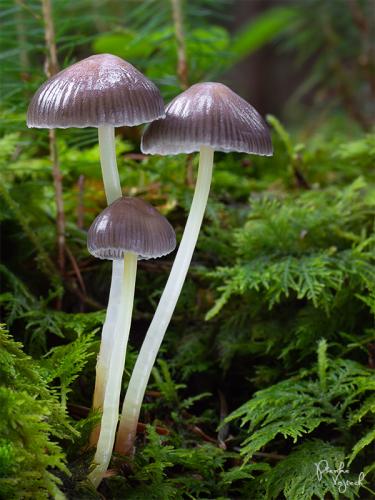 prilbička slizká želatínová / helmovka slizká lepkavá