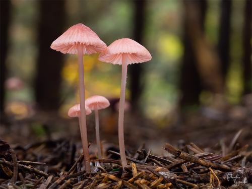 prilbička ružová / helmovka růžová