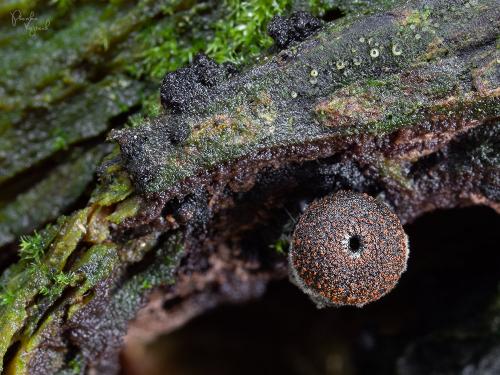 pakorienkovka čierna / ohnivec černý