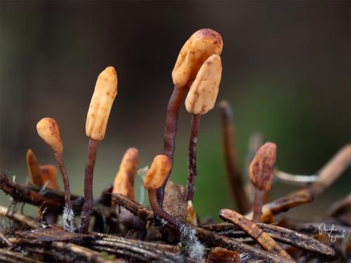 čiapočka ihličková / čapulka