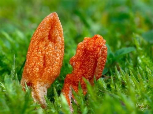 žezlovka hmyzová / housenice červená