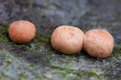 hlivka červená / rážovka rumělková