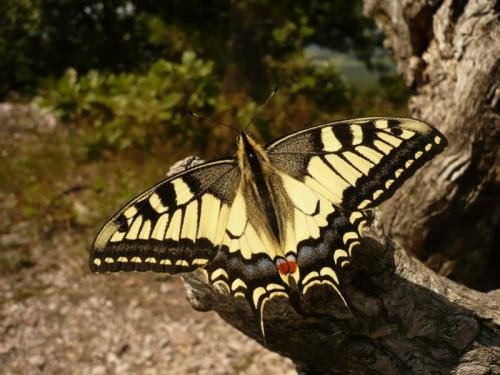 Papilio machaon