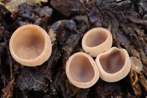 jahňadka liesková / jehnědka lísková