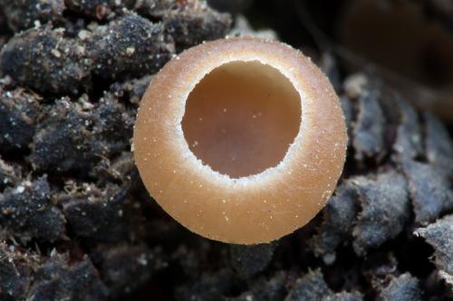 jahňadka liesková / jehnědka lísková