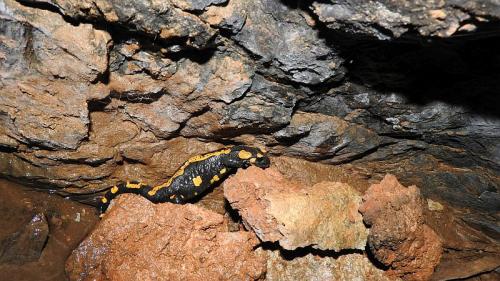 salamandra škvrnitá