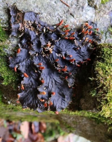 štítnatec laločnatý / hávnatka mnohotvárná / Felt lichen