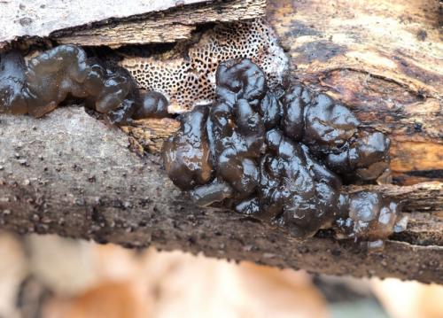 tmavorôsolovec mozgovitý / černorosol bukový