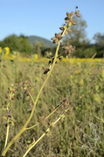 voškovník obyčajný
