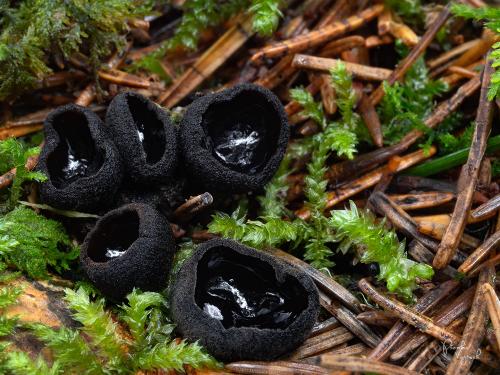 misôčka černastá / ušíčko černé