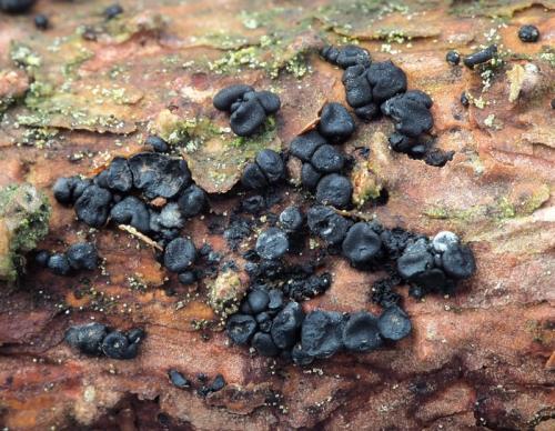 Durandiella gallica