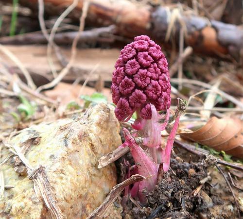 deväťsil lekársky