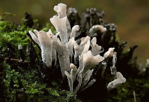 drevnatec parohatý / dřevnatec parohatý