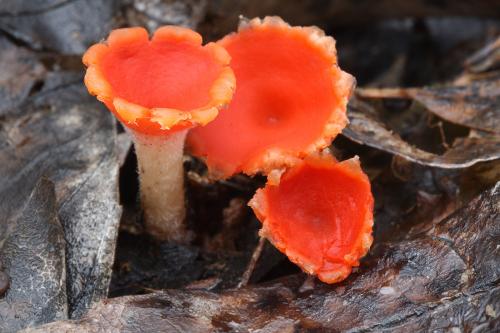 ohnivček zimný / ohnivec zimní