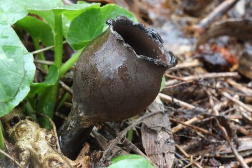 urnička kráterovitá / zvoneček pohárkovitý