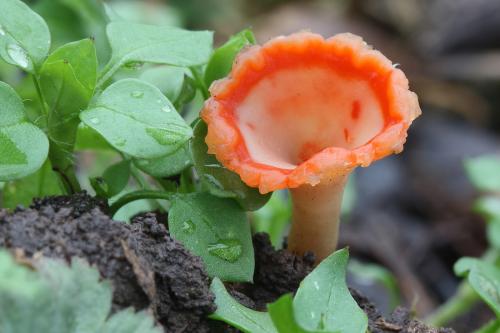 ohnivček zimný / ohnivec zimní