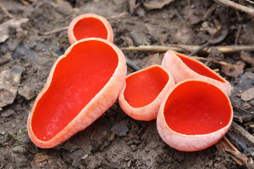 ohnivec rakúsky / ohnivec rakouský