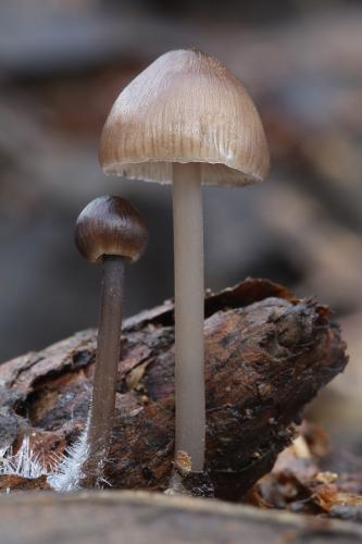 prilbička šišková / helmovka šiškomilná