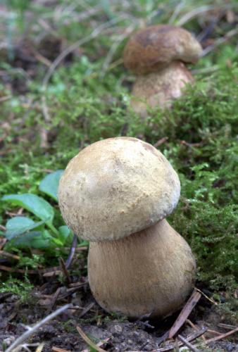 hríb siný / hřib koloděj