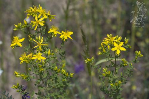 ľubovník bodkovaný