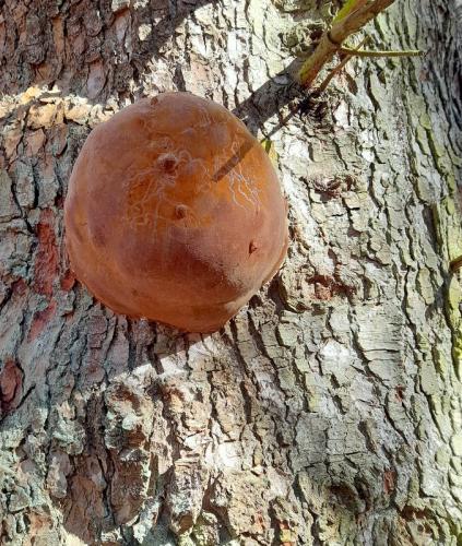 ohňovec Hartigov / ohňovec Hartigův