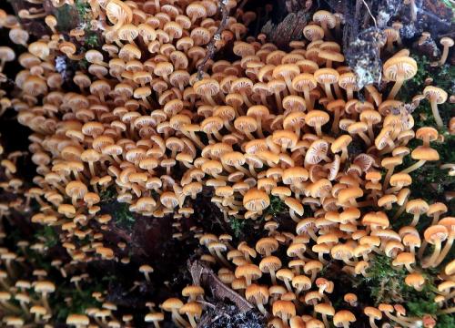 tanečnička zvončekovitá / kalichovka zvonečková