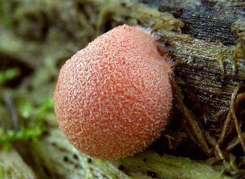 vlčinka červená / vlčí mléko červené