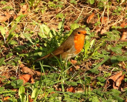 červienka obyčajná