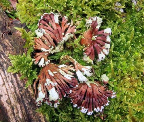 klanolupeňovka obyčajná / klanolístka obecná
