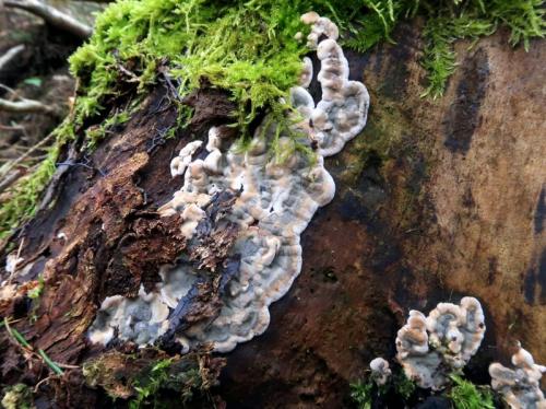 uhliarik pálený /spálenka skořepatá