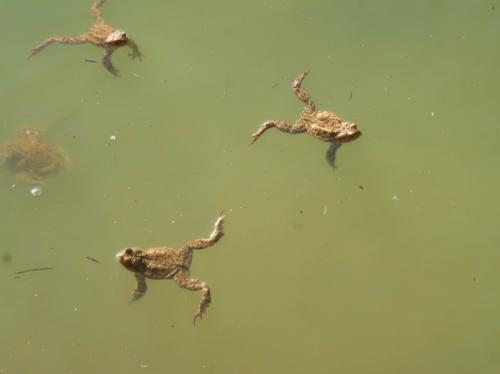 ropucha bradavičnatá