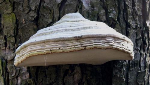 práchnovec kopytovitý / troudnatec kopytovitý