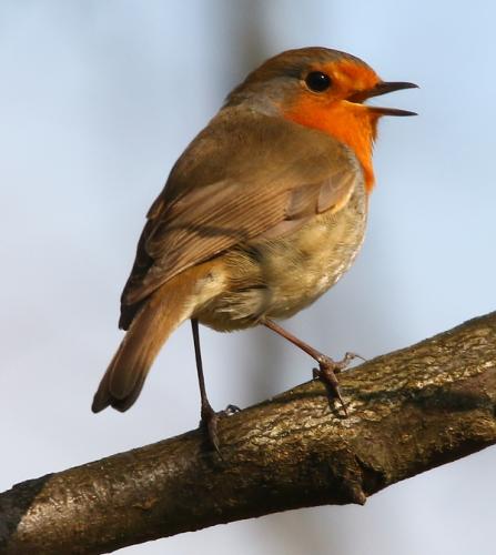 červienka obyčajná