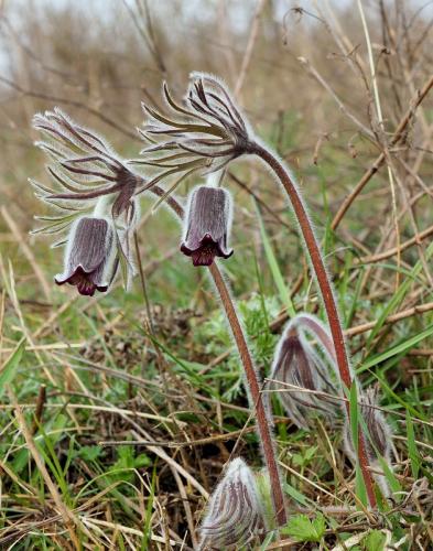 poniklec Zimmermannov