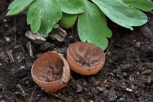 hľuznatka veternicová / hlízenka sasanková