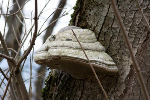 práchnovec kopytovitý / troudnatec kopytovitý