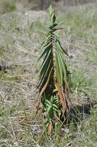mliečnik preháňavý