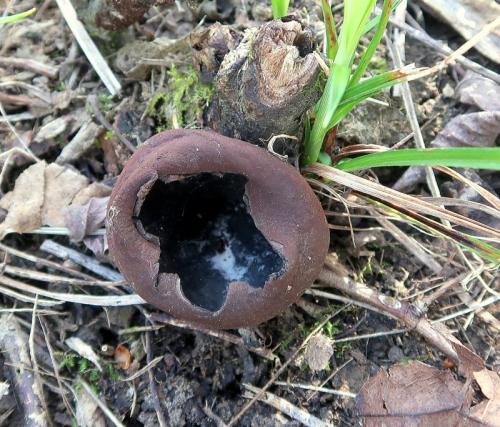 urnička kráterovitá / zvoneček pohárkovitý