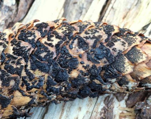 Phragmotrichum chailletii