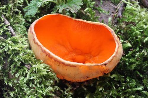 ohnivec rakúsky žltý / ohnivec rakouský žlutý